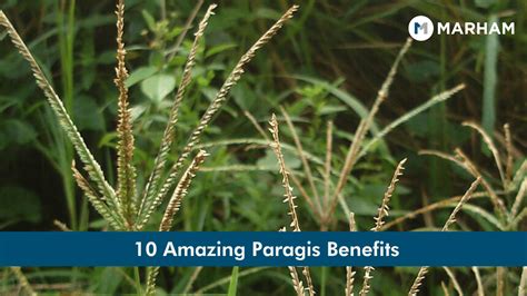 baragis|The Most Surprising Health Benefits Of Paragis.